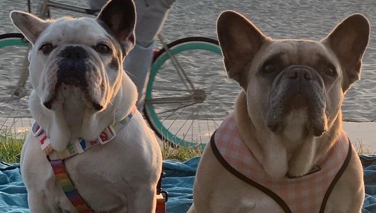 Los perritos de Lady Gaga | Instagram