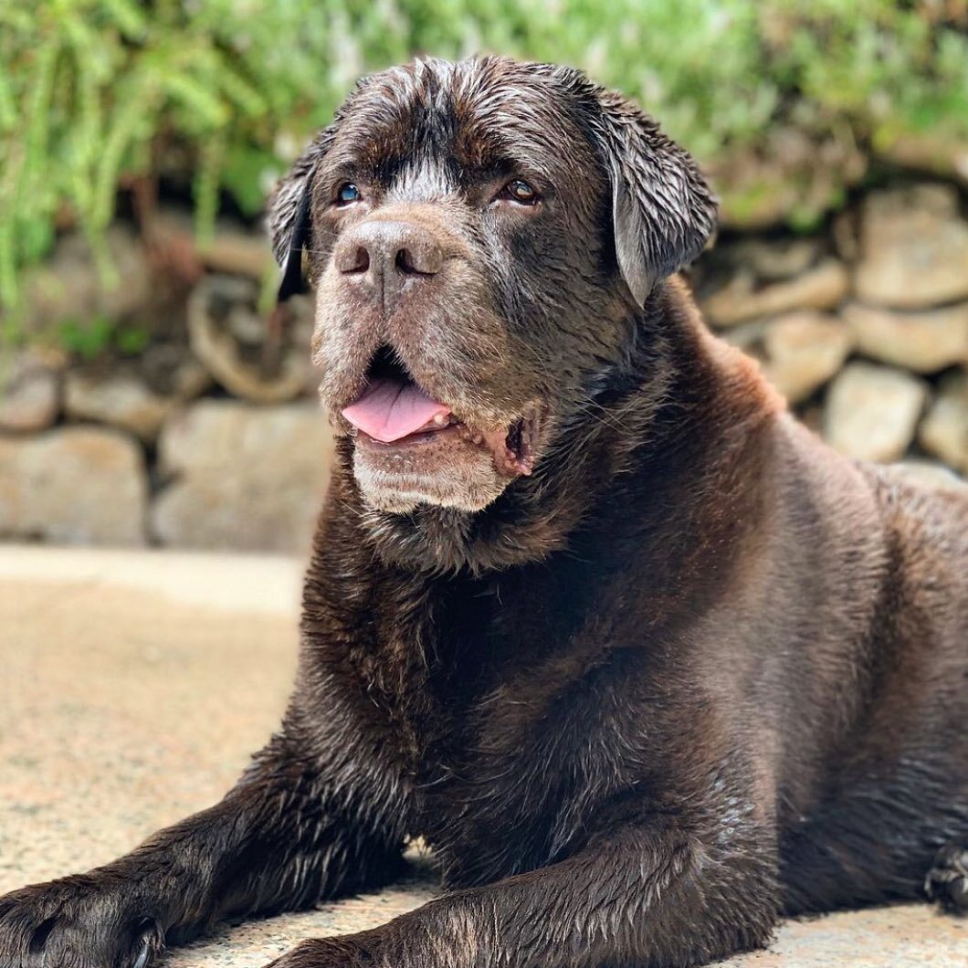 La foto con la que Lara Álvarez se ha despedido de su perro | Instagram