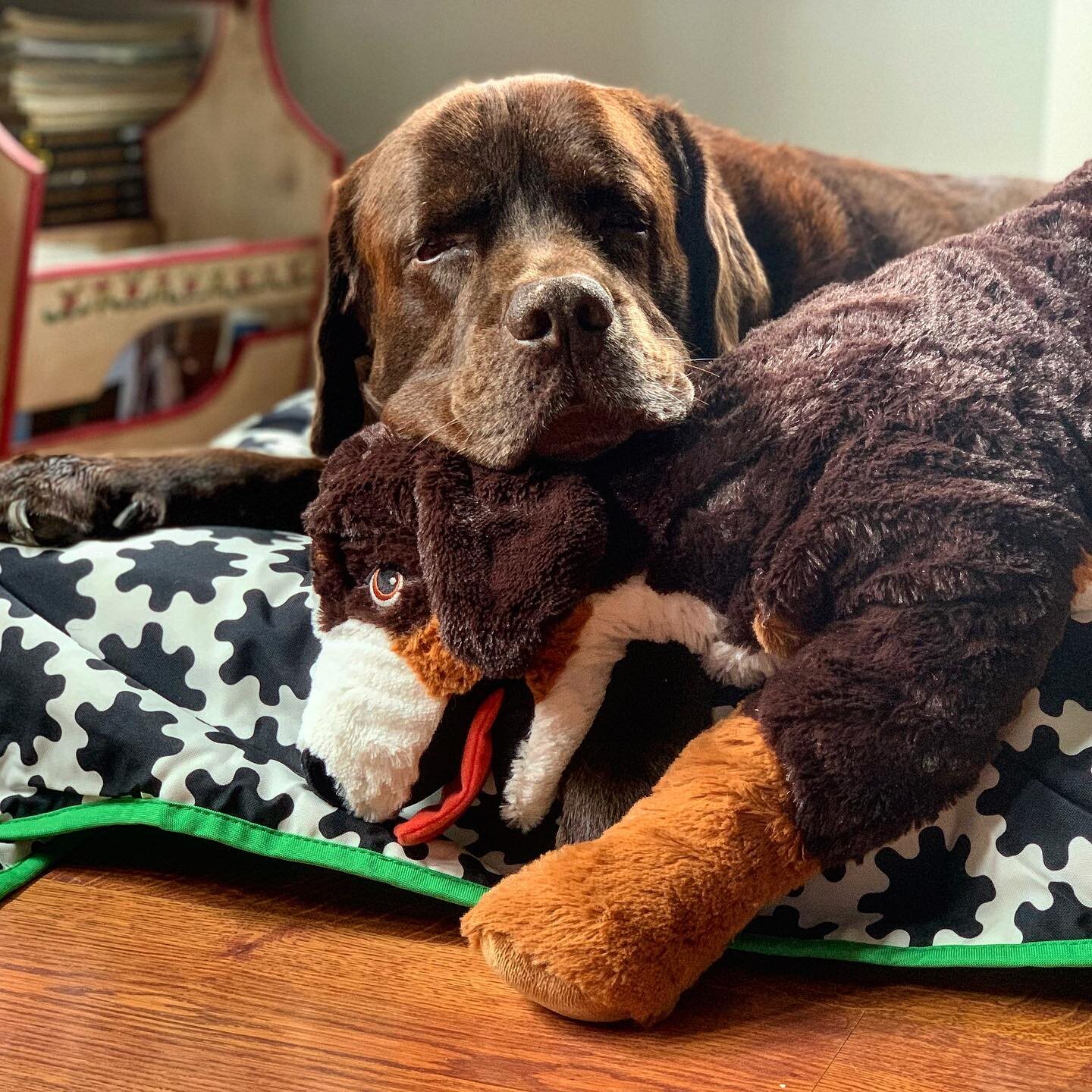 Choco con un perro de peluche | Instagram