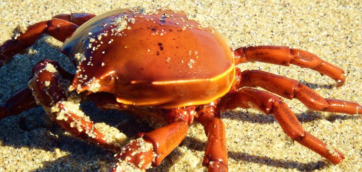 El elemento principal del nacido bajo el signo de cáncer es el agua