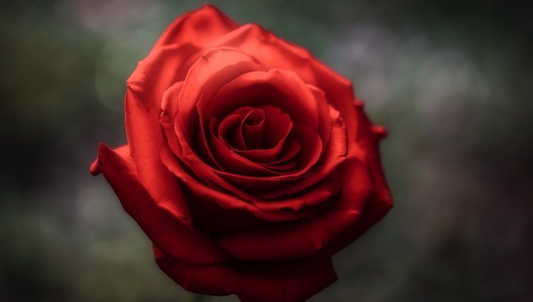 A los Géminis les gustan los olores naturales, como el de las rosas o los geranios