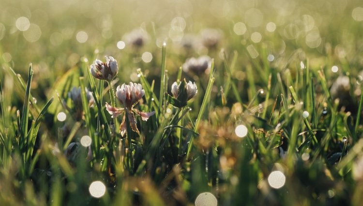 A los Virgo les gustan los aromas que recuerdan al verde, como el de la hierba