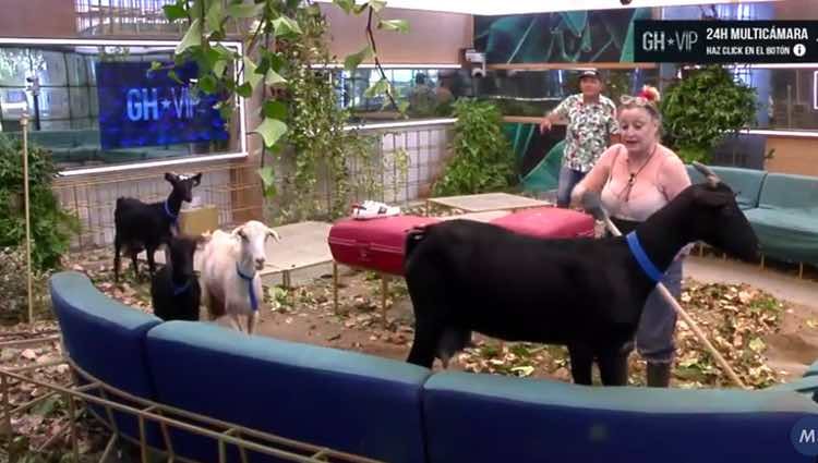 Aramís Fuster lidiando con las cabras mientras barre el salón / Directo GHVIP