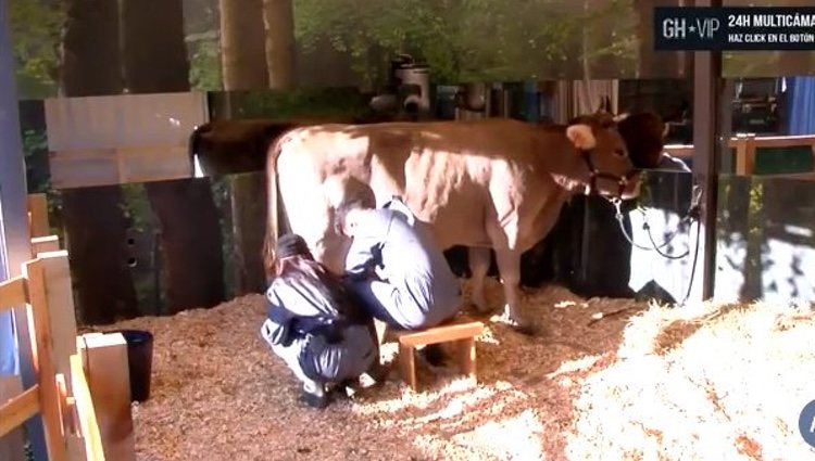 Aurah Ruiz y Suso ordeñando la vaca / Foto: telecinco.es