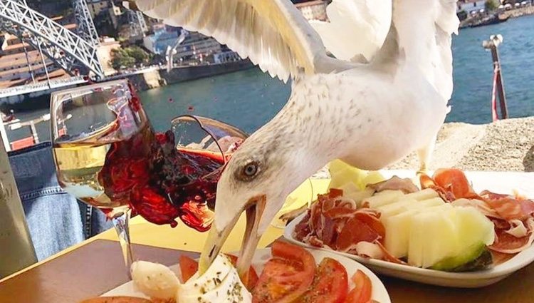 La gaviota que ha atacado la comida de Iker Casillas/ Foto: Instagram