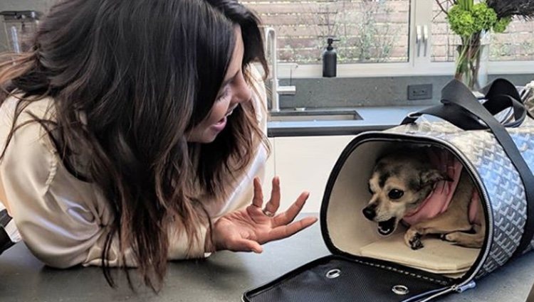 Priyanka Chopra junto a su chihuahua Diana / Foto: Instagram