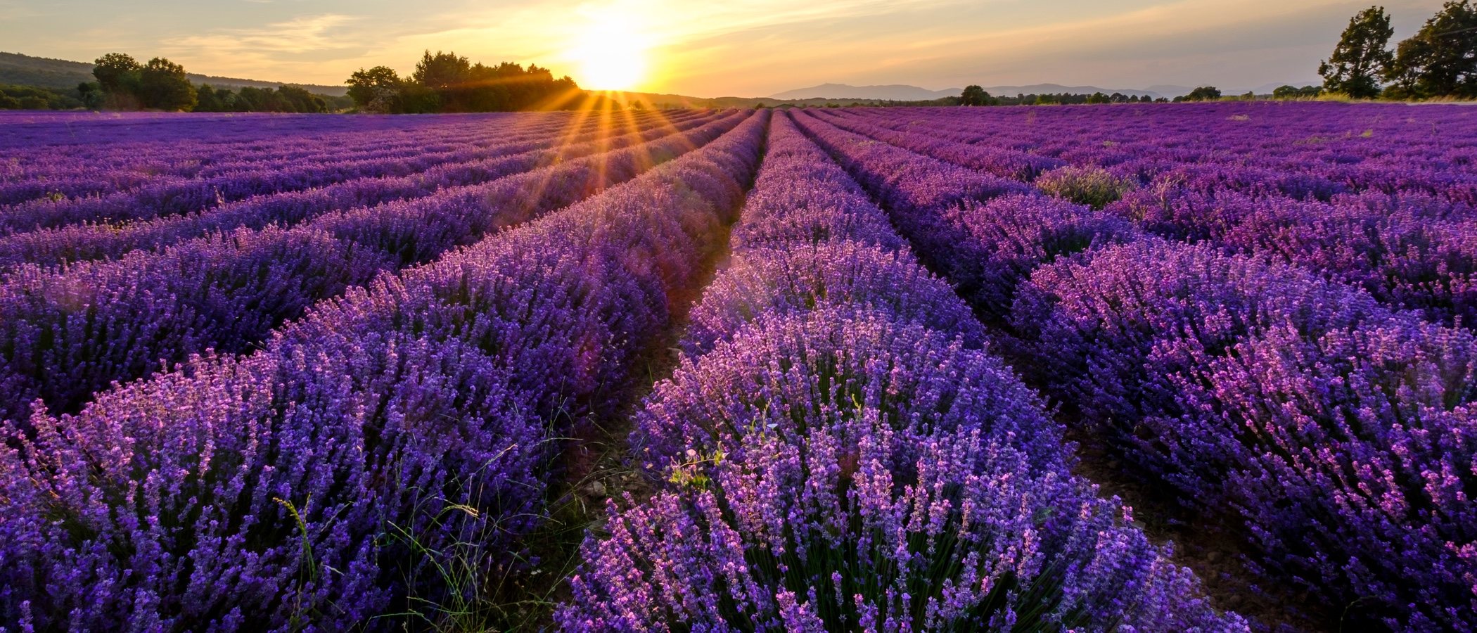 Plantas y flores para rituales mágicos: lavanda, verbena, ruda y tomillo