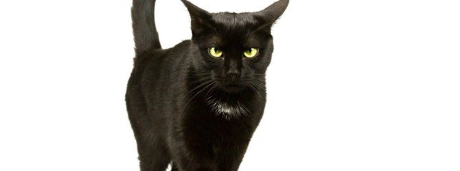 Supersticiones: animales que traen mala suerte