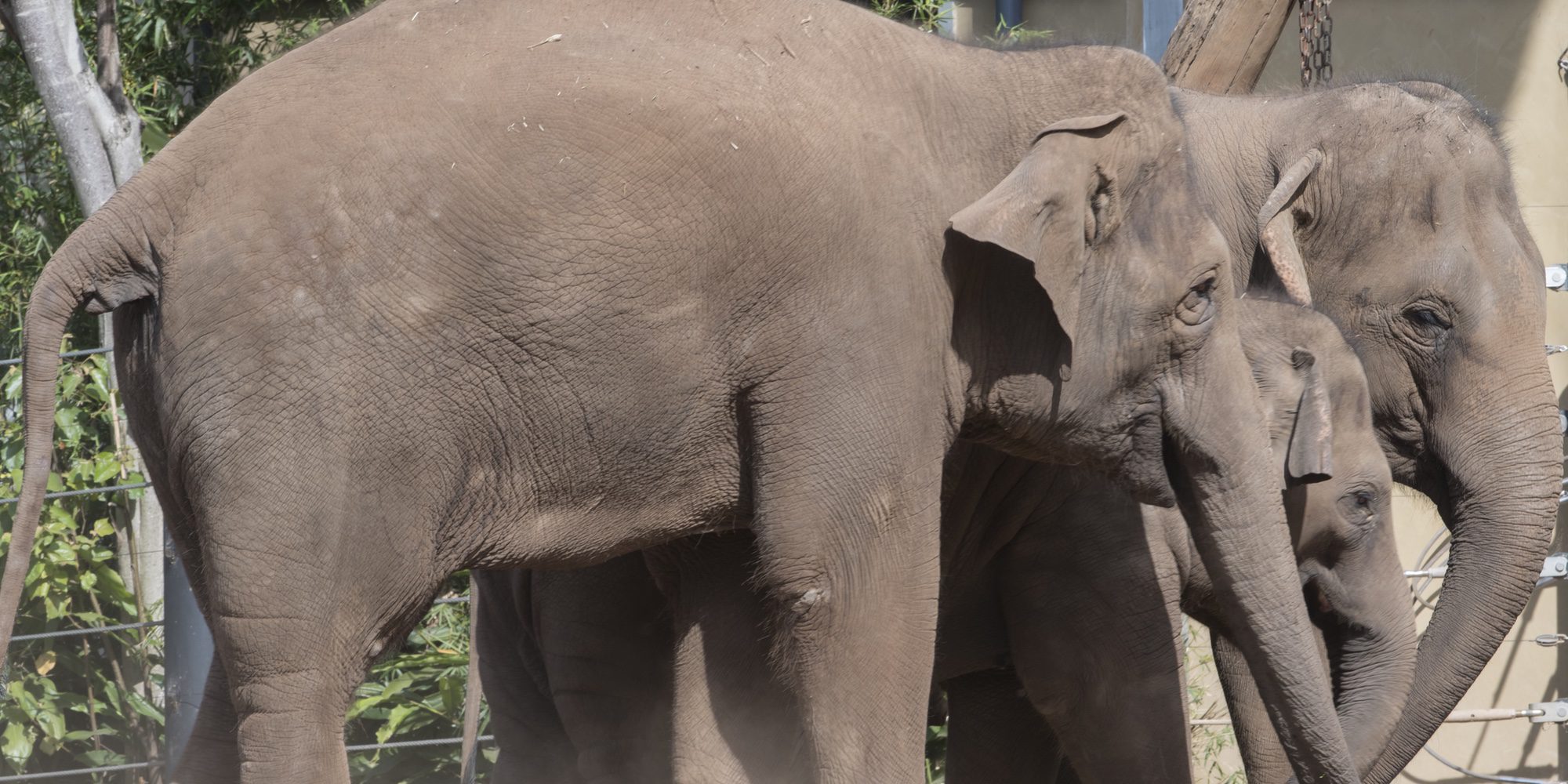 Un elefante se lanza al río al ver que su cuidador había caído al agua y podía estar ahogándose