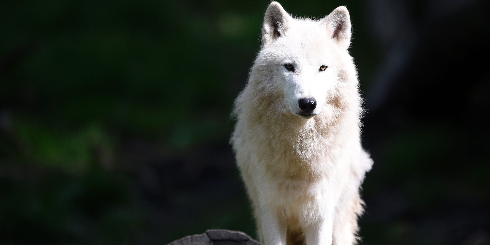 La activista Chloe Marco posa desnuda en Interviú con un lobo: "Me siento una más de la manada"