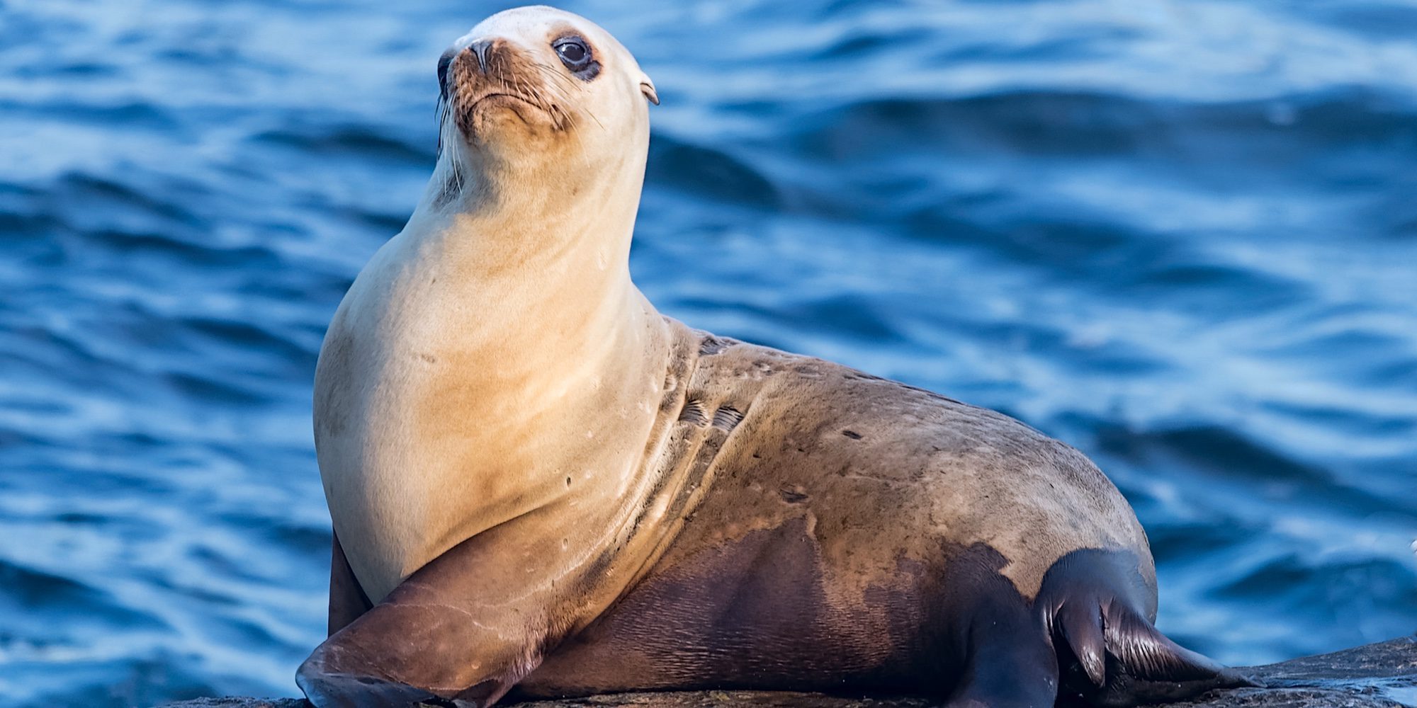 Un león marino ataca a una niña y le arrastra al agua en Canadá