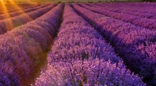 Plantas y flores para rituales mágicos: lavanda, verbena, ruda y tomillo