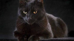 Supersticiones: El origen de que los gatos negros den mala suerte