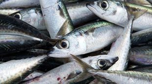 Diferencia entre el Pescado Blanco y el Pescado Azul