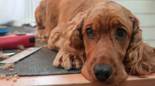 La historia del perro que no se quiso apartar del ataúd de su dueño, muerto en el terremoto de Italia