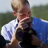 Guillermo de Cambridge huele piel en Lake Blatchford