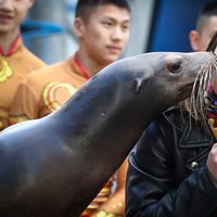 Pauline Ducruet con una foca en la inauguración del Festival de Circo de Monte-Carlo 2017