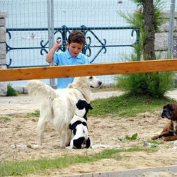 Froilán jugando con unos perros