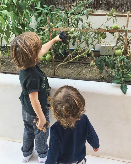 Lucas Casillas y Martín casillas divirtiéndose en una huerta de tomates