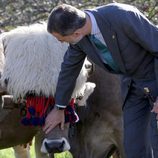 El Rey Felipe acariciando una res vacuna de Poreñu, Pueblo Ejemplar de Asturias 2017