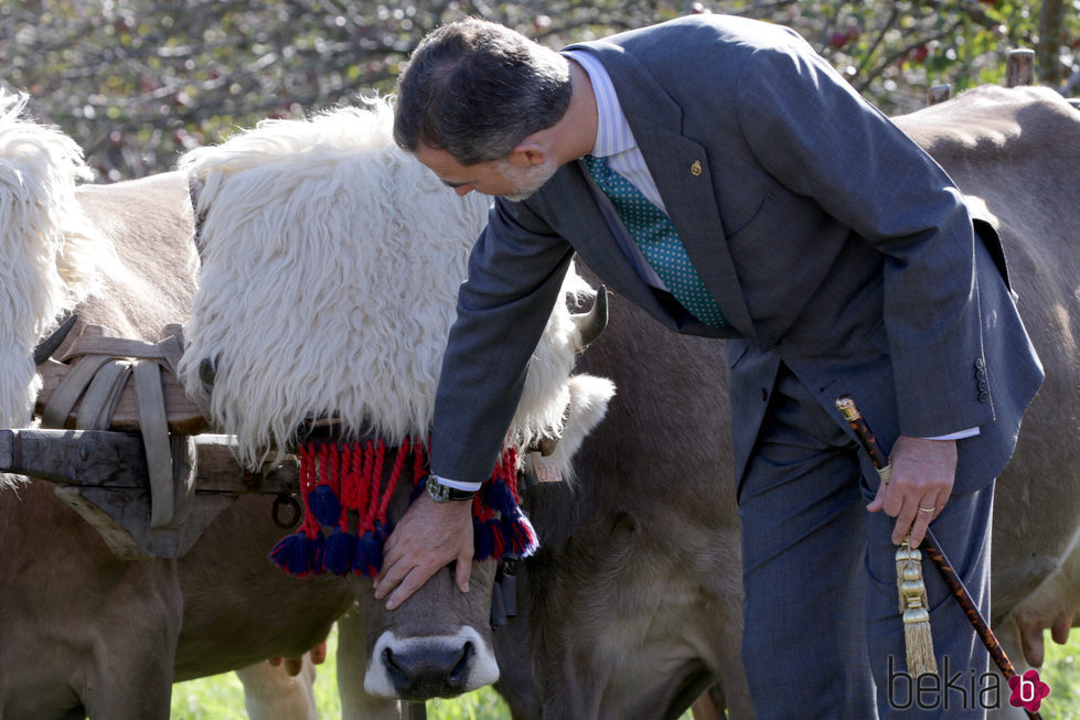 El Rey Felipe acariciando una res vacuna de Poreñu, Pueblo Ejemplar de Asturias 2017