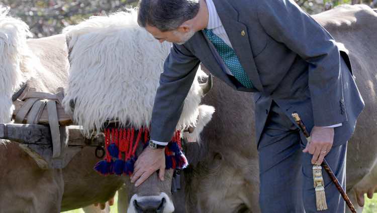 El Rey Felipe acariciando una res vacuna de Poreñu, Pueblo Ejemplar de Asturias 2017