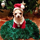 El perrito de Paula Echevarría con el árbol de Navidad de fondo