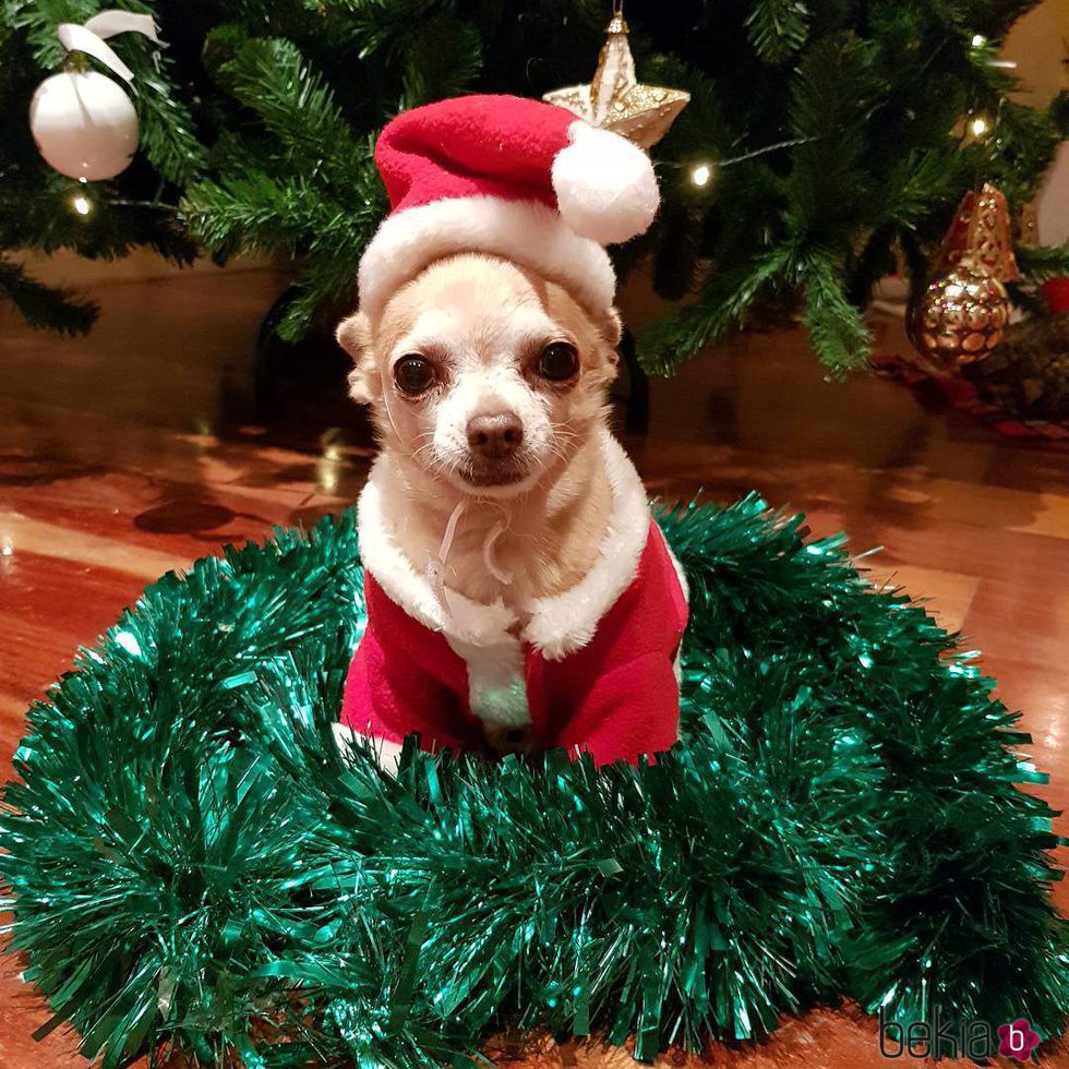 El perrito de Paula Echevarría con el árbol de Navidad de fondo