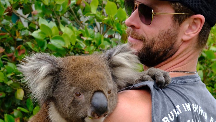 Chris Hemsworth con un koala en Isla Canguro