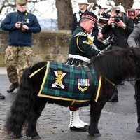 El Príncipe Harry y Meghan Markle acariciando a un poni en Edimburgo