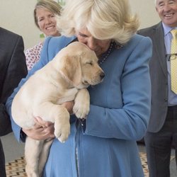 Camilla Parker con un cachorro de labrador llamado Gretel