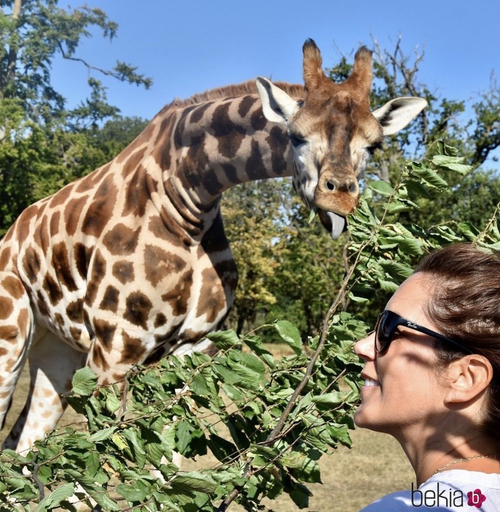 Mary de Dinamarca con una jirafa en Knuthenborg Safari Park