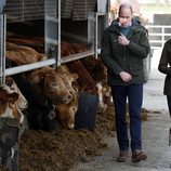 El Príncipe Guillermo y Kate Middleton en una granja en su visita oficial a Irlanda