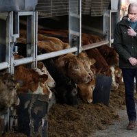 El Príncipe Guillermo y Kate Middleton en una granja en su visita oficial a Irlanda