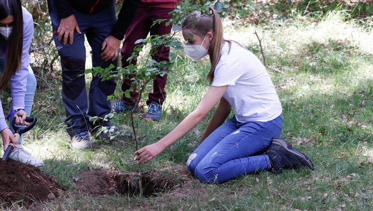 la Infanta Sofía plantando un árbol en el acto del programa europeo #UNÁRBOLPOREUROPA en el Hayedo de Montejo