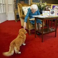 La Reina Isabel acaricia a uno de sus Dorgis en su 70 aniversario de reinado