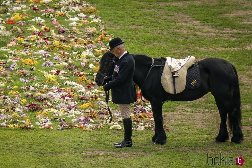 El caballo favorito de la Reina Isabel II, Emma, a la espera del paso del féretro