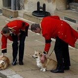 Los corgis de la Reina Isabel II en su funeral