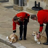 Los corgis de la Reina Isabel II en su funeral