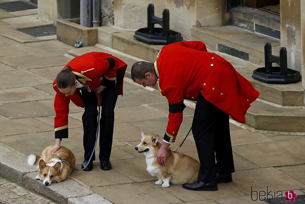 Los corgis de la Reina Isabel II en su funeral