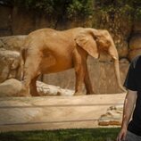 Manuel Ríos San Martín con un elefante del Bioparc de Valencia