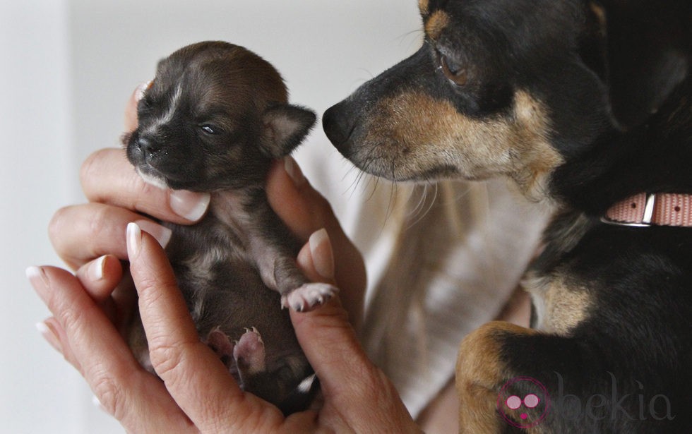 El perrito Beyoncé con su madre Casey