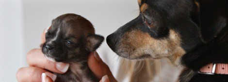 El perrito Beyoncé con su madre Casey