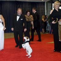 Uggie en la cena de corresponsales de la Casa Blanca