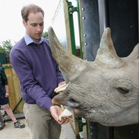 El Príncipe Guillermo da de comer a un rinoceronte en Kent