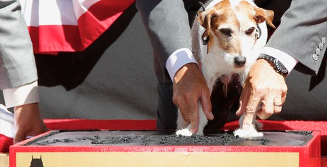 Uggie, el perro de 'The Artist', deja sus huellas en el Teatro Chino de Los Ángeles