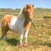 Una joven Lady Di con un poni en 1974