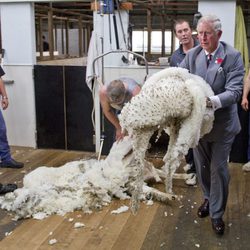 El Príncipe Carlos de Inglaterra esquilando ovejas en Tasmania