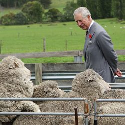 El Príncipe de Gales observa unas ovejas en Tasmania