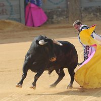 El Juli toreando en la corrida Goyesca de Ronda